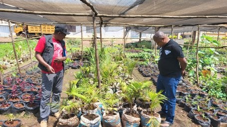 Two men stand next to native plants in a nursery in Bukavu that will be used to restore the area
