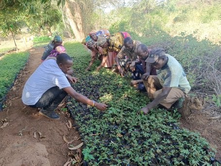 A group of people planting seedlings in a nursery, surrounded by greenery.