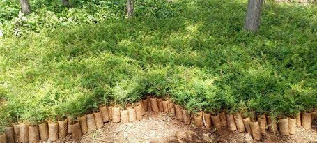 A collection of seedlings ready to planted as part of restoration efforts in Ethiopia