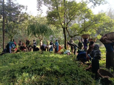 A group of community members plant seedlings to restore degraded land in Ethiopia