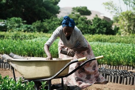 A woman tending to plants using a wheelbarrow in a lush green field.
