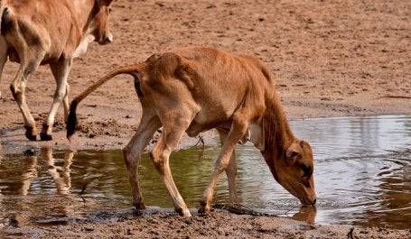 Hamar cattle, Demeka, Ethiopia