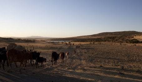 People drive herds of oxen and sheep great distances to water them at this reservoir.