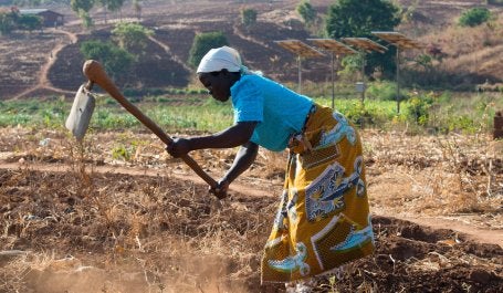 Malawi farmer tends her field, with solar water pumps in the background