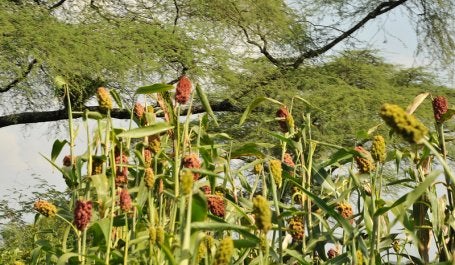 A smallholder farm of millet