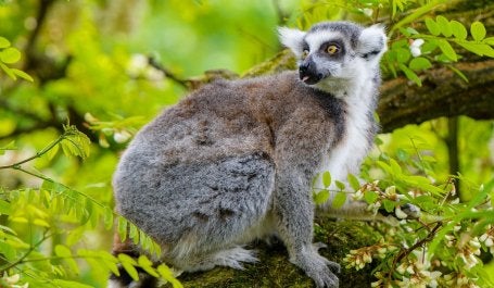 The ring-tailed lemur (Lemur catta) is a medium- to larger-sized strepsirrhine (wet-nosed) primate and the most internationally recognized lemur species, owing to its long, black-and-white, ringed tail. It belongs to Lemuridae, one of five lemur families, and is the only member of the Lemur genus. Like all lemurs, it is endemic to the island of Madagascar, where it is endangered. Source: Wikipedia