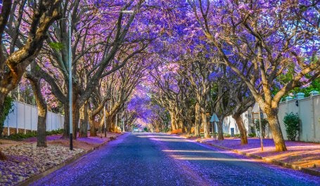A street in Johannesburg, South Africa, lined with jacarandas in bloom with their purple flowers and petals sprinkled on the road.