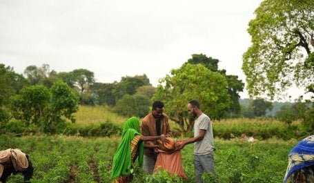 Farmers harvesting crops.