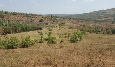 Local knowledge helped researchers ground-truth desert forest tracking. (WRI)