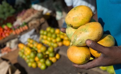Male hands holding mangoes at a fruit market.
