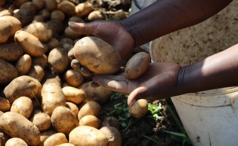Farming potatoes.
