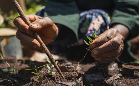 Planting a sapling.