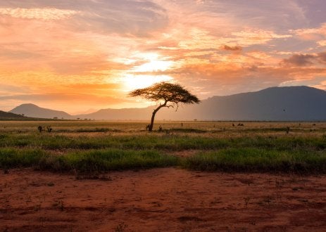Tree in front of orange sky on African savannah.