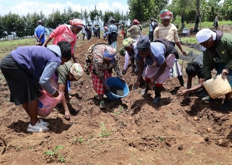 Women working together in a field, planting crops under bright sunlight.