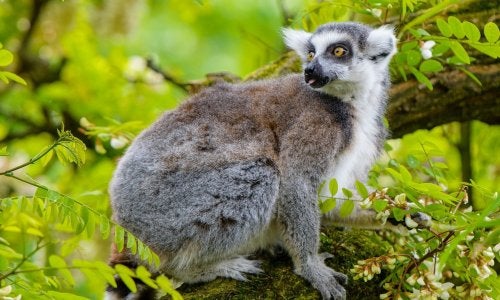 The ring-tailed lemur (Lemur catta) is a medium- to larger-sized strepsirrhine (wet-nosed) primate and the most internationally recognized lemur species, owing to its long, black-and-white, ringed tail. It belongs to Lemuridae, one of five lemur families, and is the only member of the Lemur genus. Like all lemurs, it is endemic to the island of Madagascar, where it is endangered. Source: Wikipedia