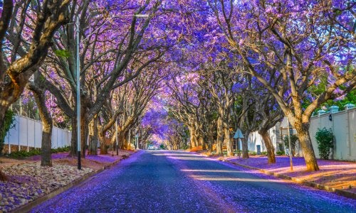 A street in Johannesburg, South Africa, lined with jacarandas in bloom with their purple flowers and petals sprinkled on the road.
