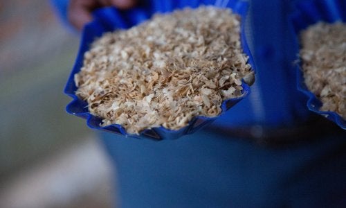 coffee husks being prepared for pellet making