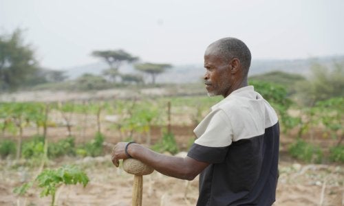 Mohammed Musa, a farmer in Dire Dawa, looks out over his papaya orchard.