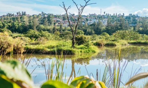 A lake within Kigali's Nyandungu Urban Wetland Eco-Tourism Park