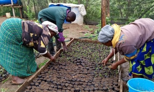 Three people are tending to seedlings in a shaded nursery, surrounded by greenery.