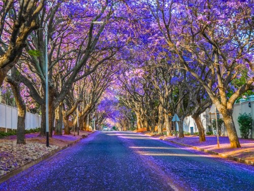A street in Johannesburg, South Africa, lined with jacarandas in bloom with their purple flowers and petals sprinkled on the road.