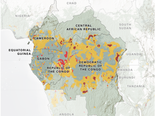 Hot spots of primary forest loss in the Congo Basin from 2002-2024 