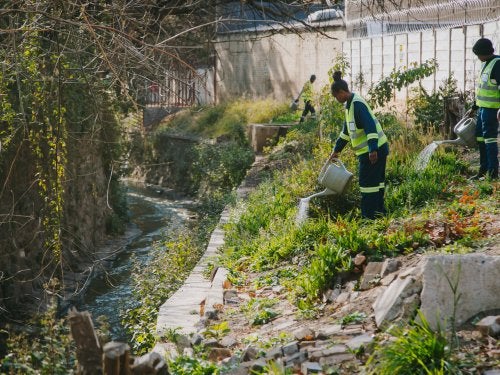 Workers remove invasive species in Johannesburg, South Africa.
