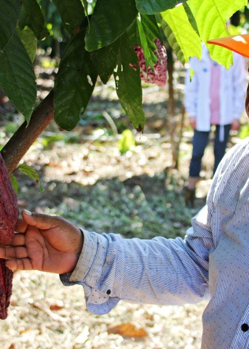 Man Asessing Value of Tree