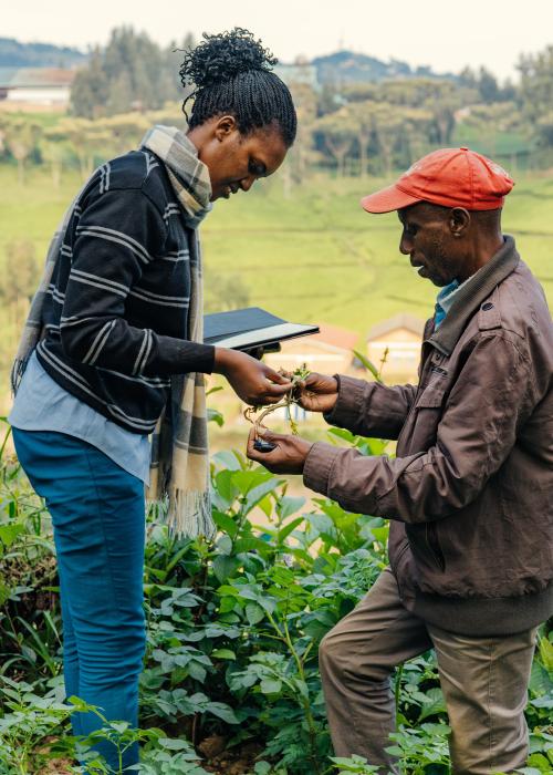 Farmers examining crops.