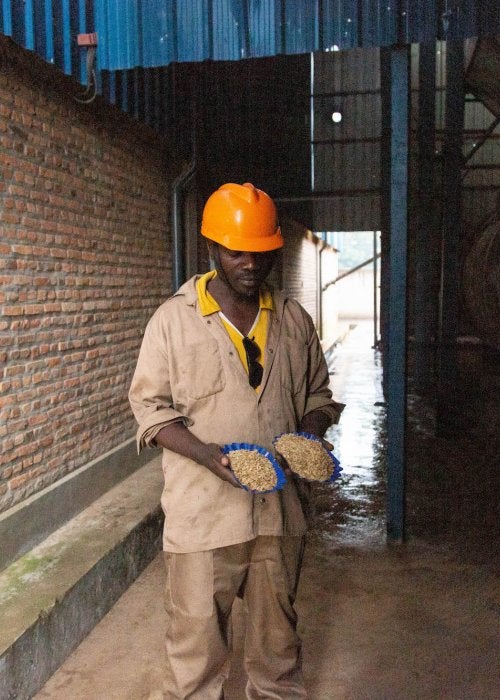 Man wearing hard hat holding grains.