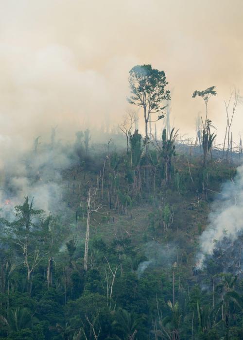 Trees with smoke from forest fire.