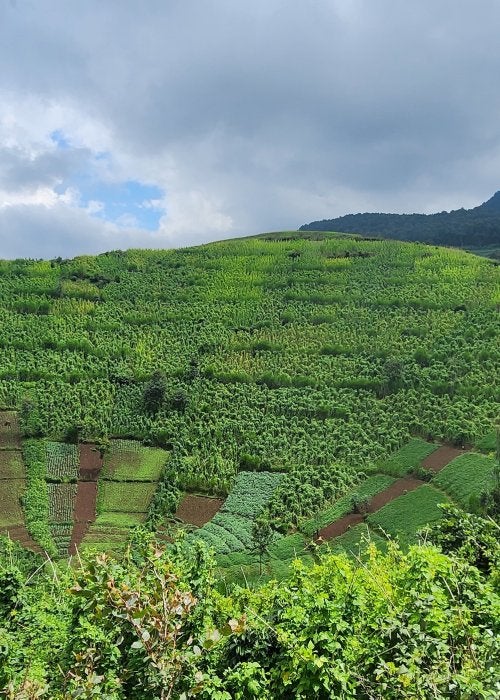 Complex landscape of smallscale farm in Rwanda.