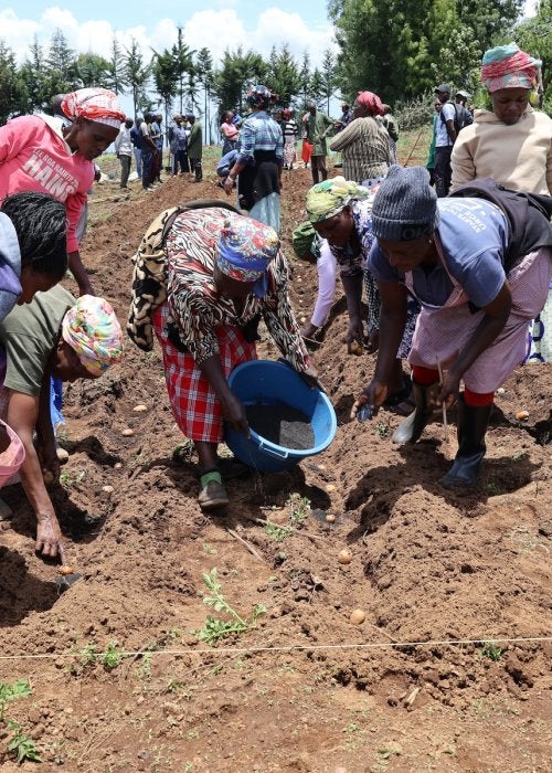 Women working together in a field, planting crops under bright sunlight.